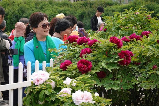 花期预测发布！2025菏泽牡丹最佳赏花期收藏了