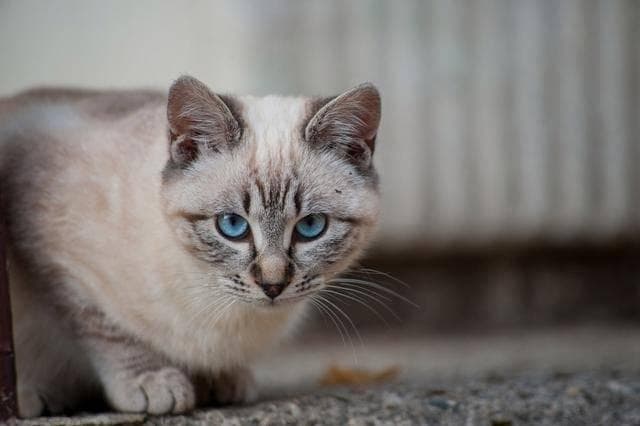 春天猫咪“大变身”？揭秘春天猫掉毛严重的五大真相！