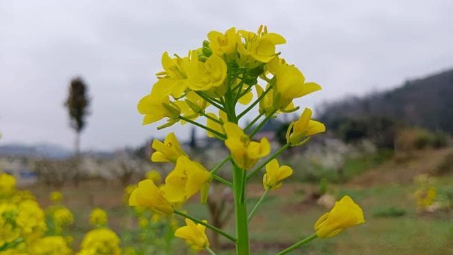 油菜花开致富路，乡村经济焕新颜—探秘西南“黄金花”的多重价值