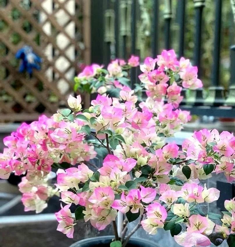 5种花漂亮便宜又好养，花开不停，多到数不清，养一株阳台变花园