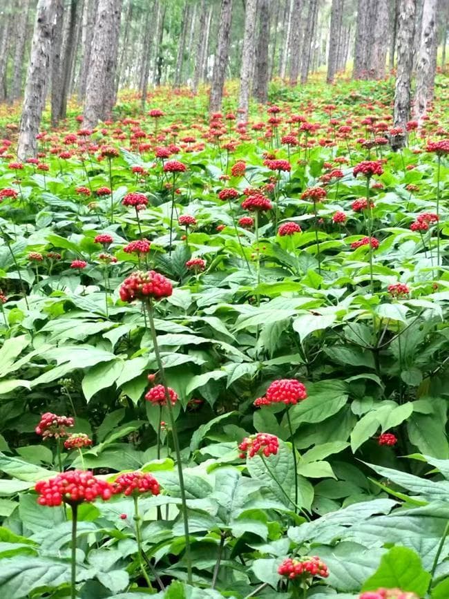 通化县：特色产业“多点开花” 乡村振兴“多面出彩”