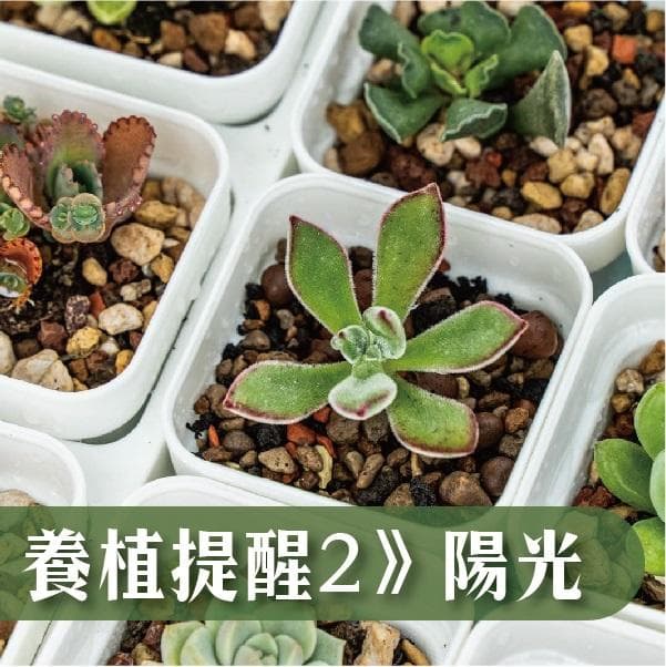 想让您的植物繁茂健康？入门级养植指南：四大关键要素