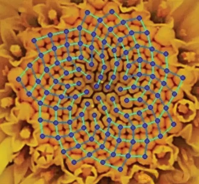自然界中的数学： 数学在自然界中的几种绝妙表现