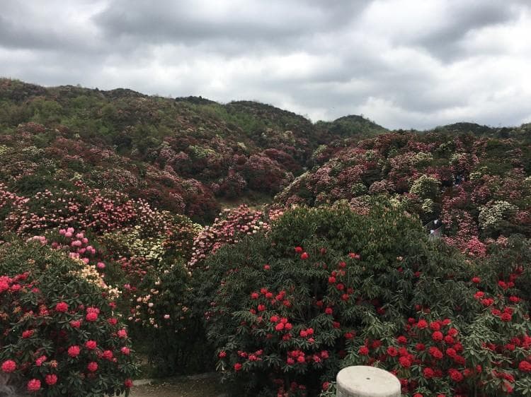 毕节百里杜鹃旅游全攻略