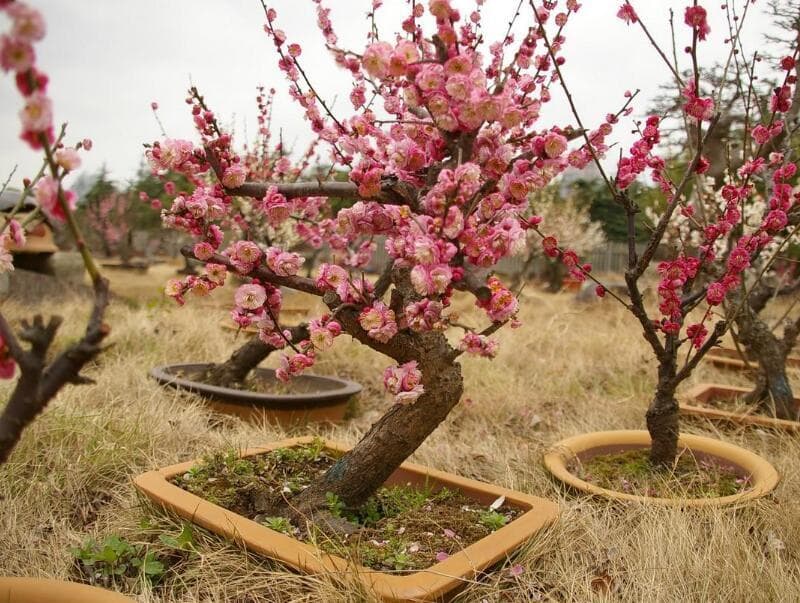 梅花几月种植？从种植时间到药用价值全解析