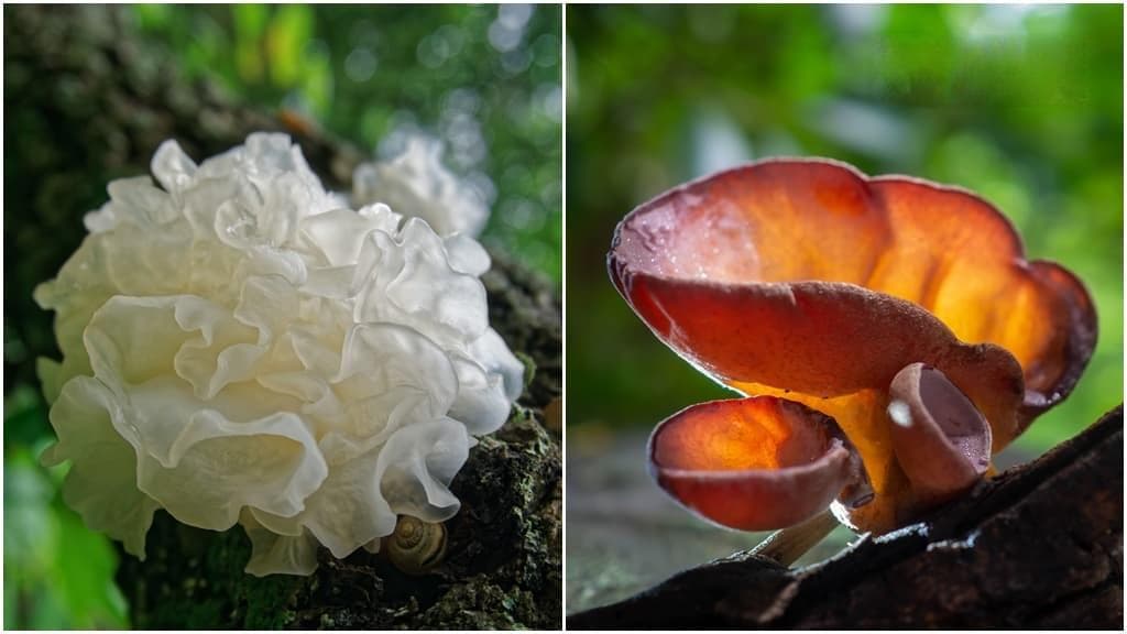 白木耳、黑木耳大比拚！纖維質哪個好？補腎、潤肺這樣吃 補維生素D該選它