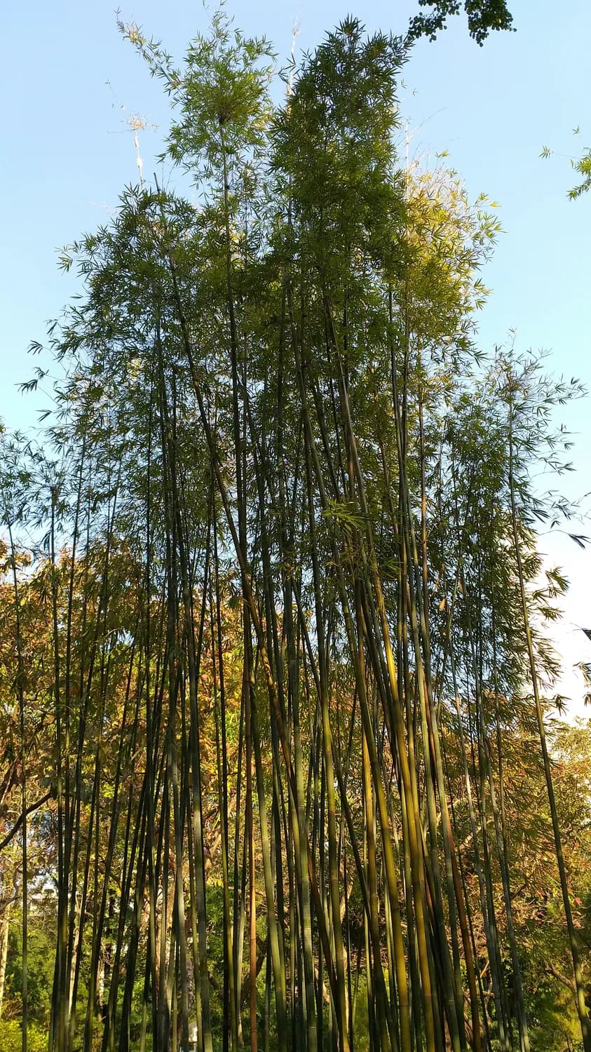 秋冬打卡：天目湖+南山竹海二日游攻略