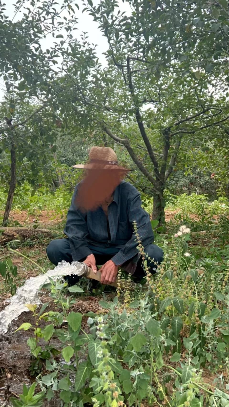 山东沂蒙山区遭干旱，农户排队浇地保苗，水利局：已开闸放水、全力保灌