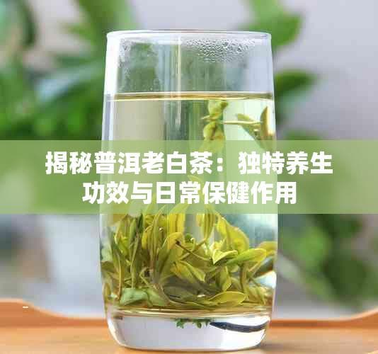 揭秘普洱老白茶：独特养生功效与日常保健作用
