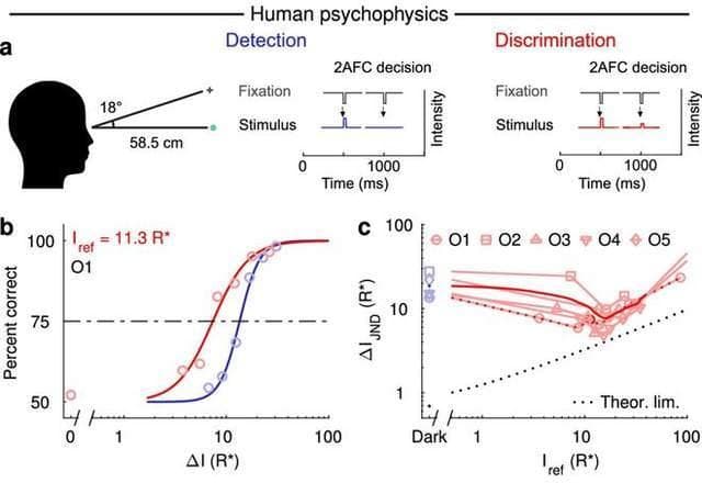 新研究揭示人类视觉系统的高度敏感性
