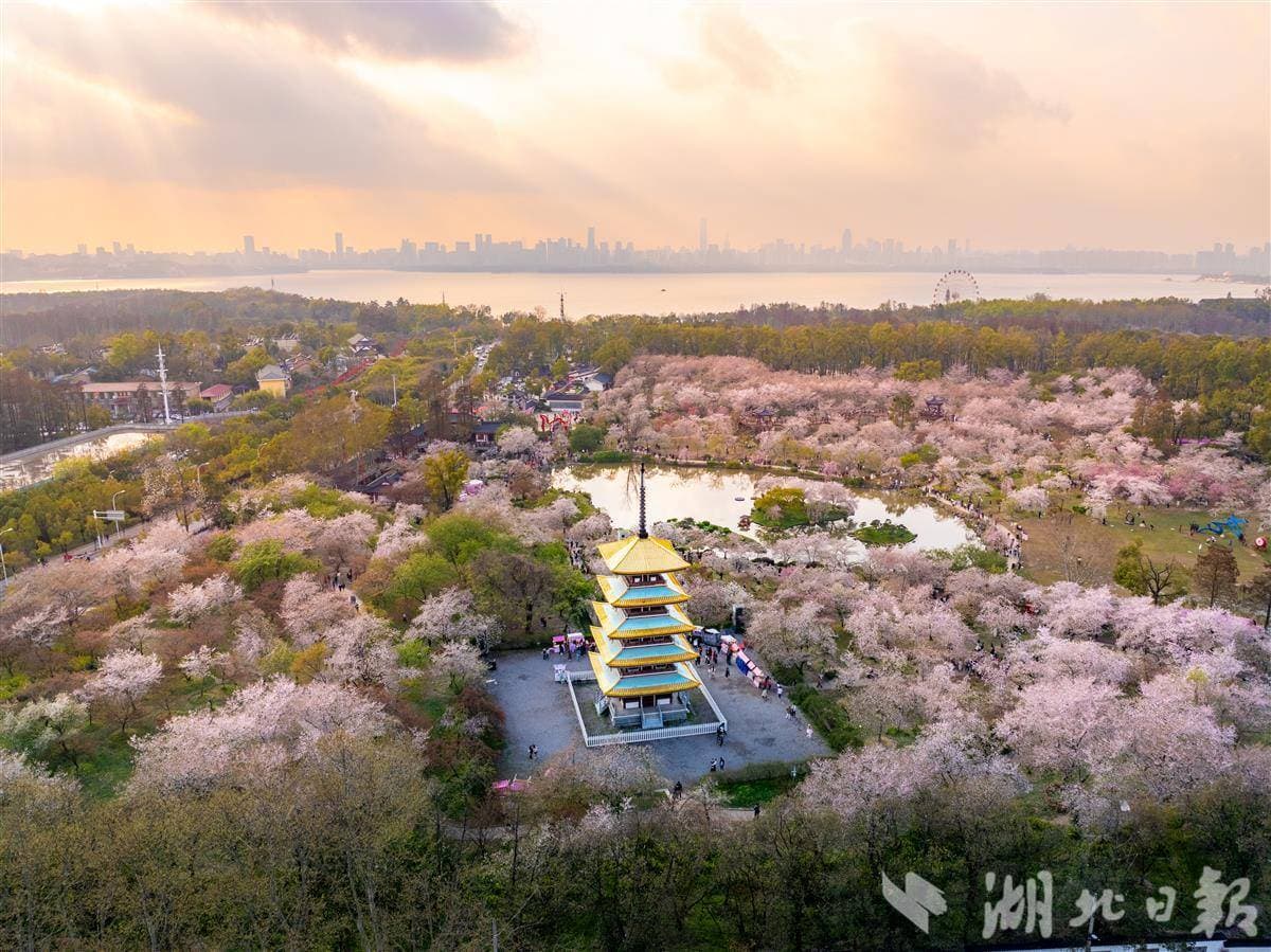 东湖樱花园开启夜游 九大活动最全攻略