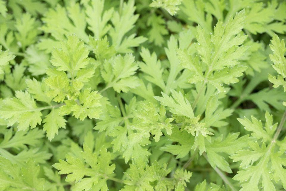 艾草：古老而神奇的草药