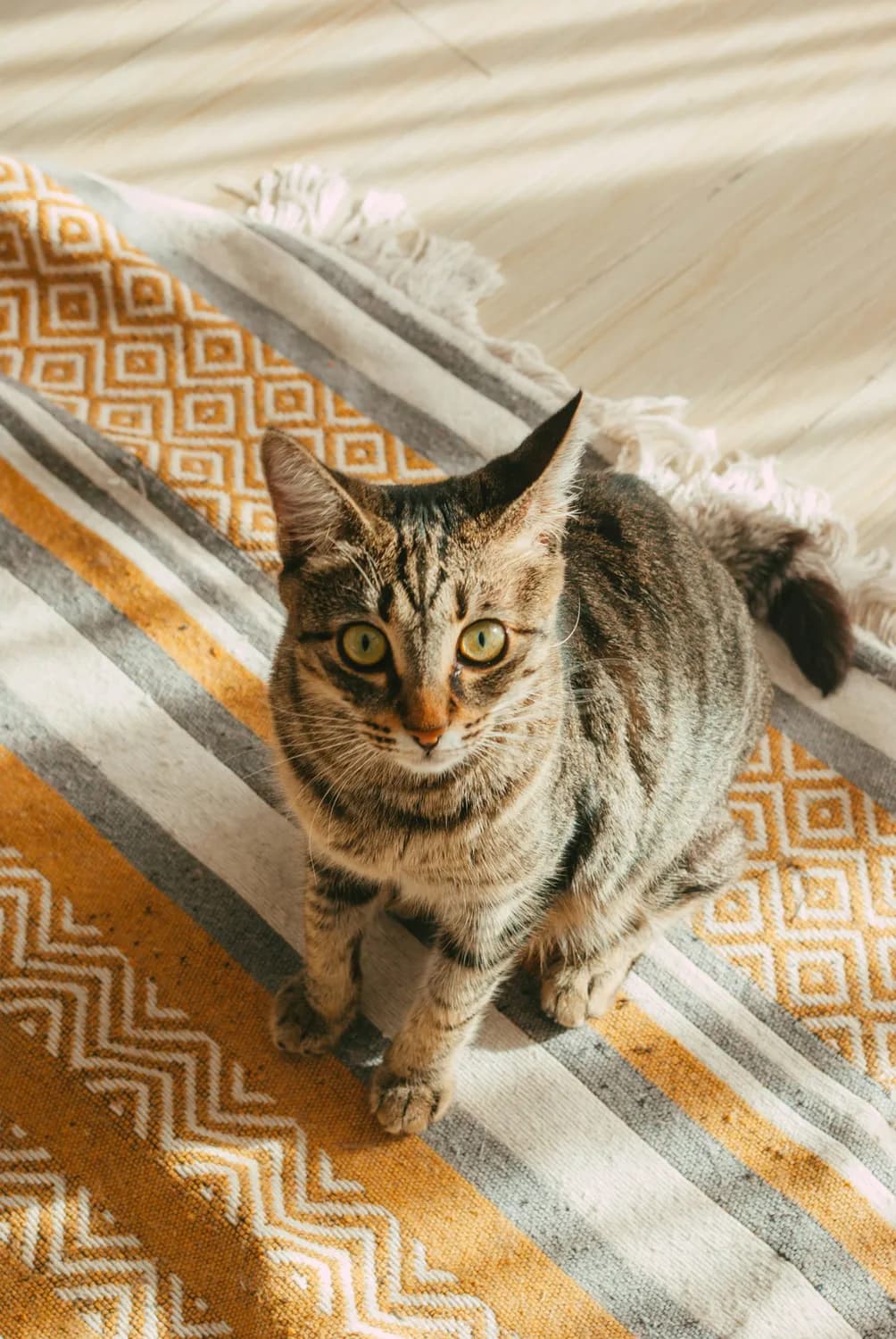 猫咪床上撒尿怎么办？从原因到解决方案全攻略