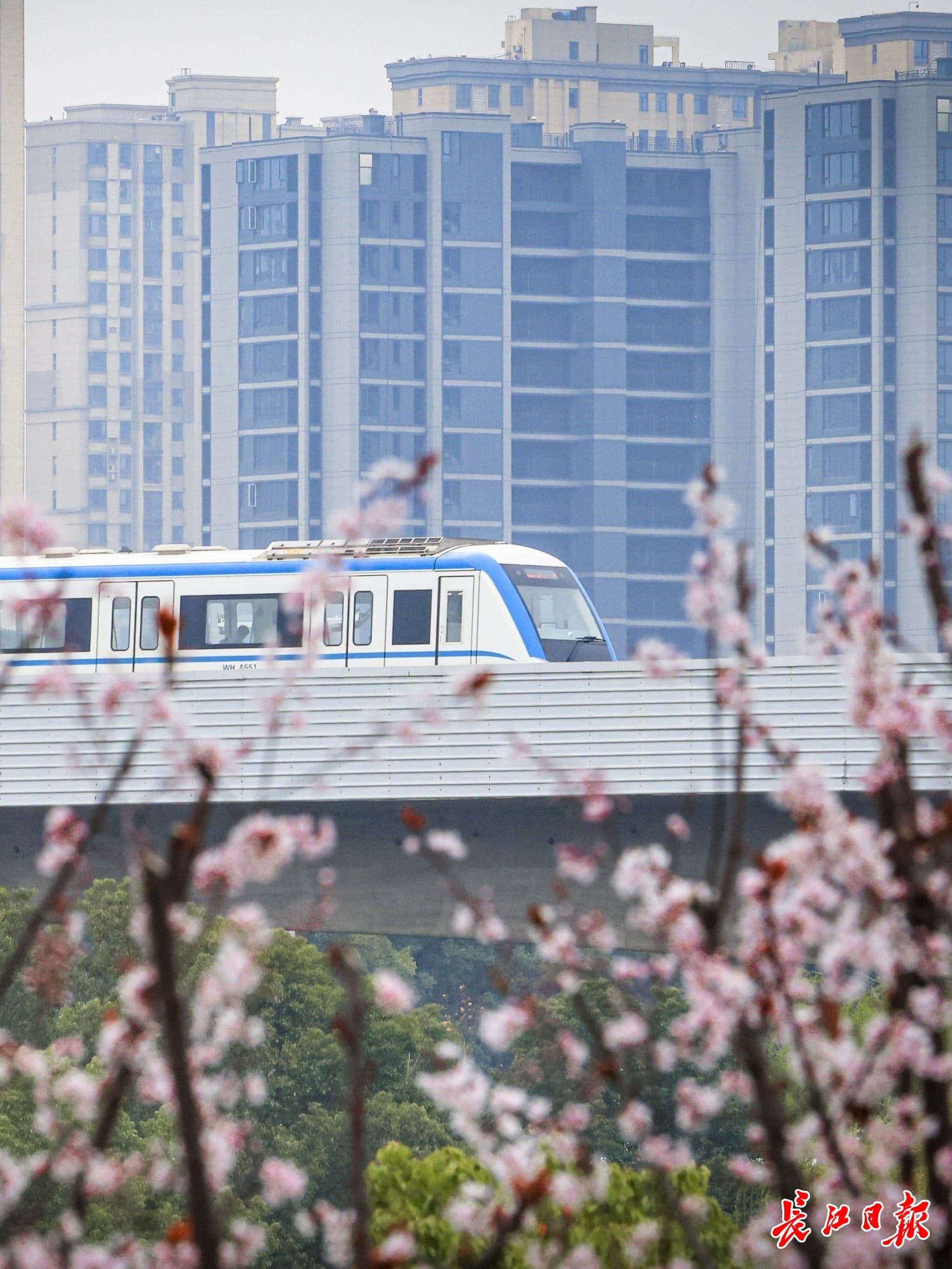 人潮如织，繁花如潮！“马”上赏樱，武汉迎来“樱花黄金周”