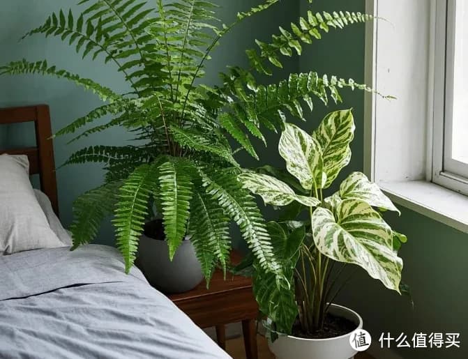4种卧室“绿色守护神”，助眠又净化空气，让你一觉到天亮