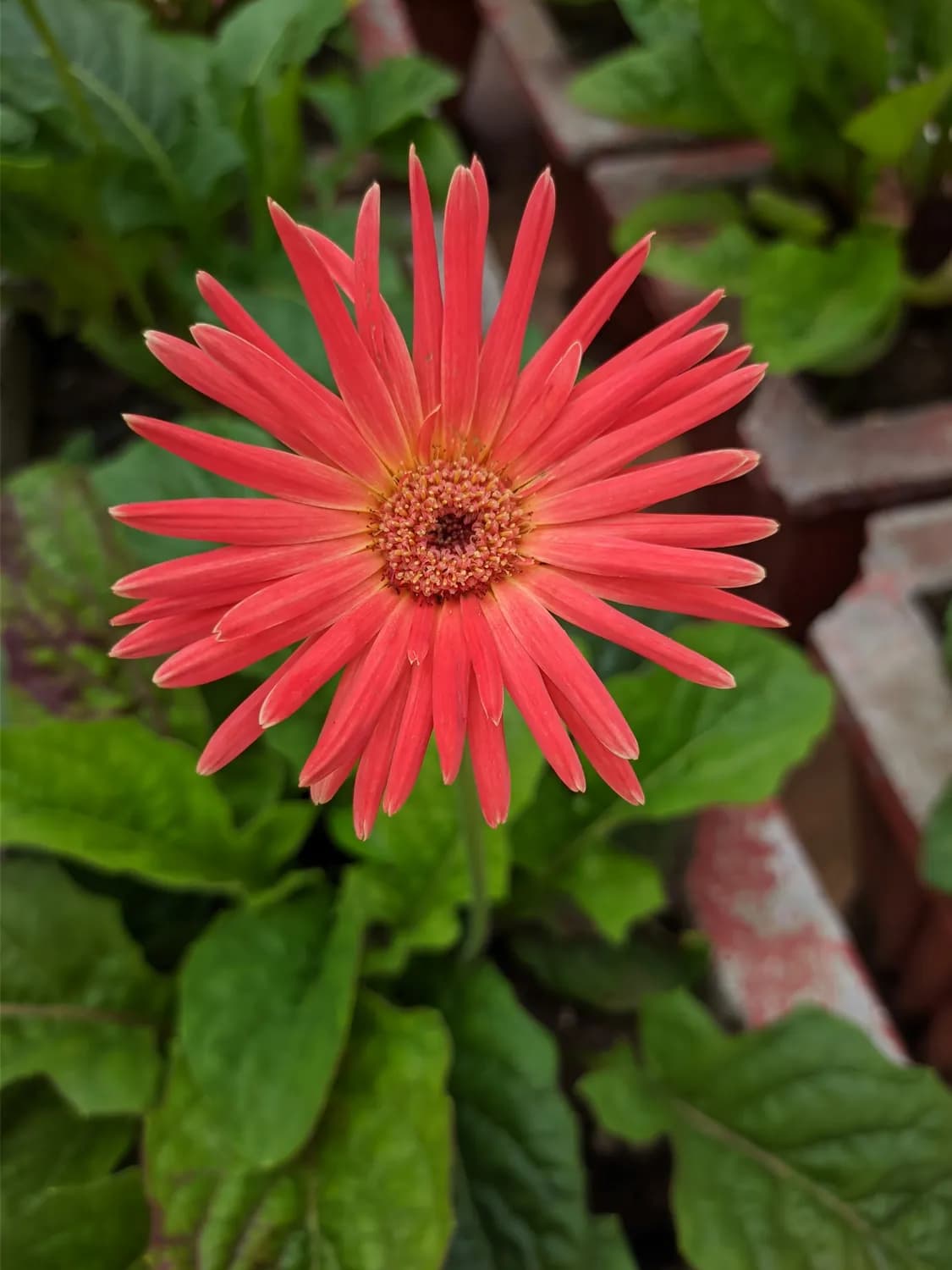 秋冬种花指南：如何科学培育非洲菊？