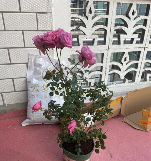 月季春化的意义及方法（探索月季春化过程中的关键步骤与技巧）