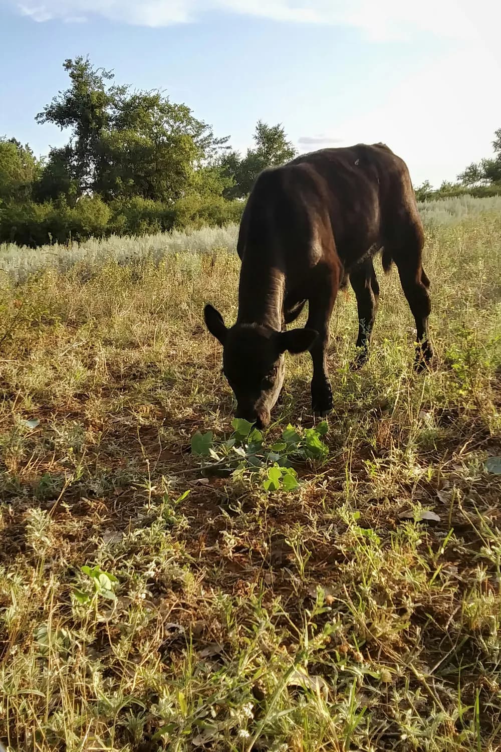 星耀牛肉干批发：自制牛肉干的营养分析