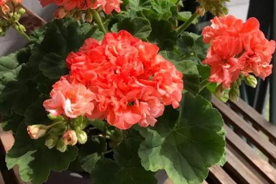 秋冬天必养的18种花卉