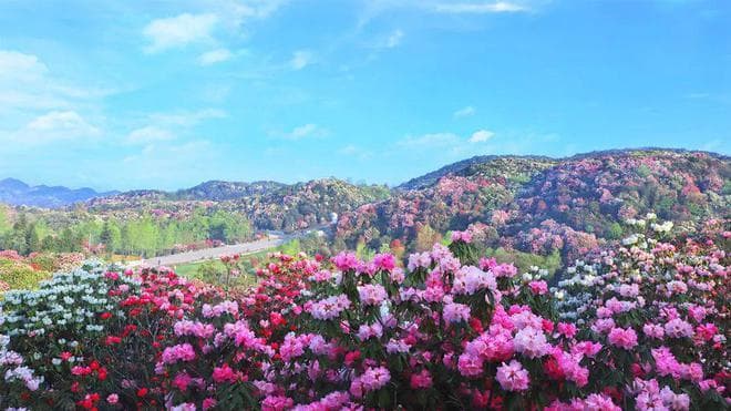 贵州百里杜鹃：最佳赏花季与深度文旅探索！