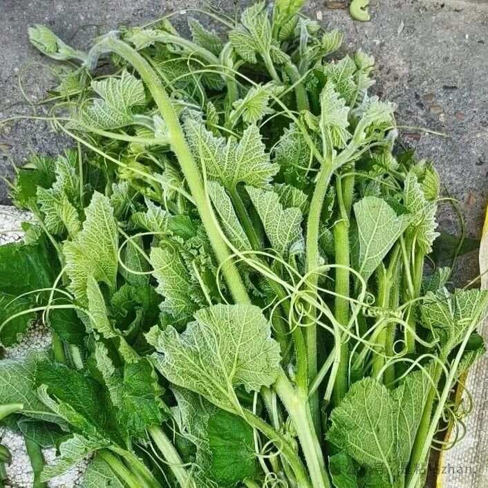 南瓜藤的营养价值与烹饪方法：上汤南瓜苗和清炒南瓜苗的做法详解