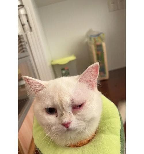 如何检查你的宠物猫咪的眼睛（掌握简单技巧）