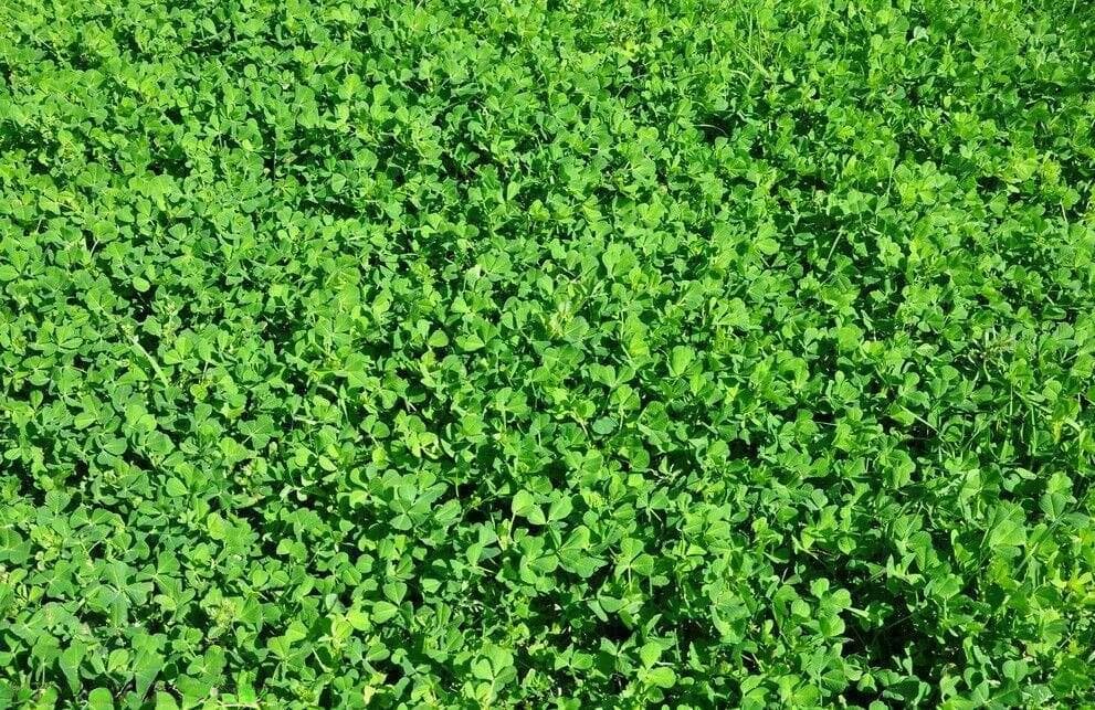 苜蓿原来就是金花菜，上海人叫“草头”