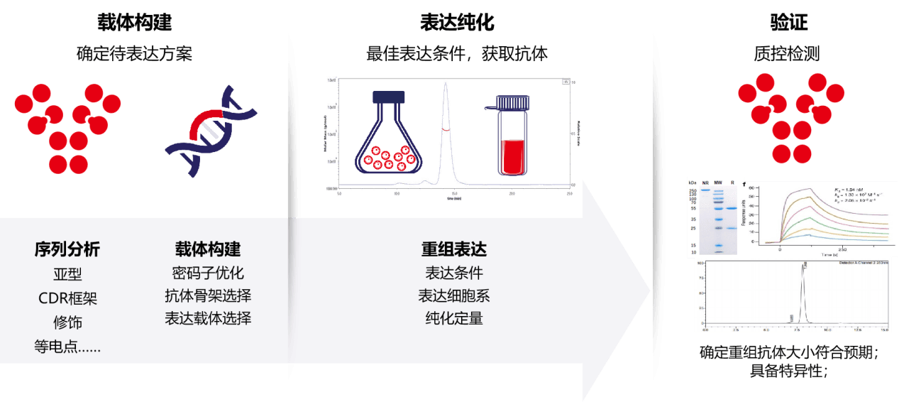 抗体结构&亚型简介