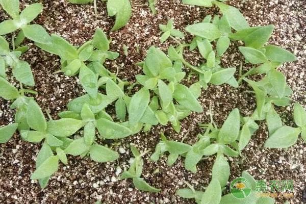 冰菜怎么种植才是最好的？