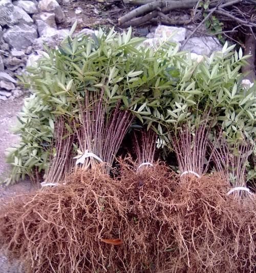花椒木的生态特性与文化价值（探究芸香科落叶小乔木的自然属性与人文意义）