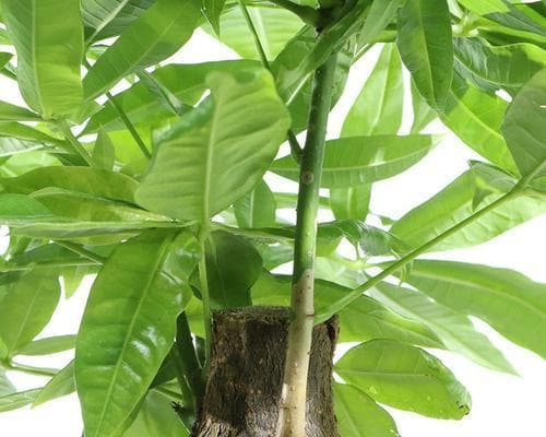 客厅绿化攻略：15种适合在客厅种植的植物