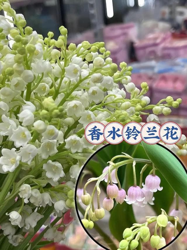 香水铃兰适合室内养吗