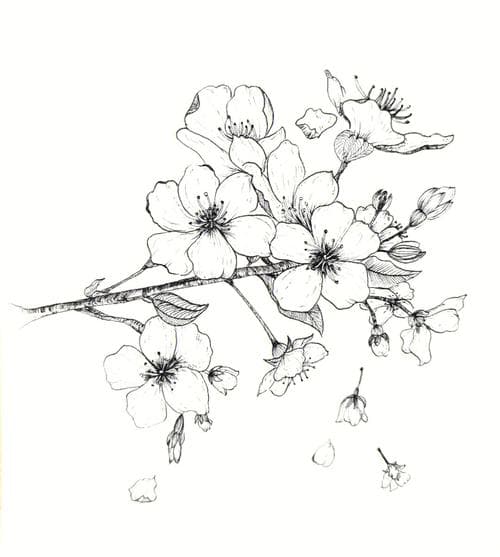 零基础也能掌握的线描花卉绘画教程