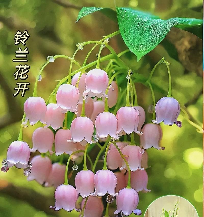铃兰花的生长环境剖析