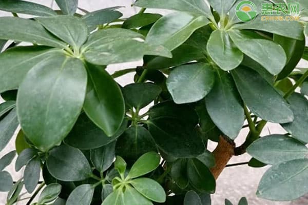 适合新手小白家养的11种室内植物