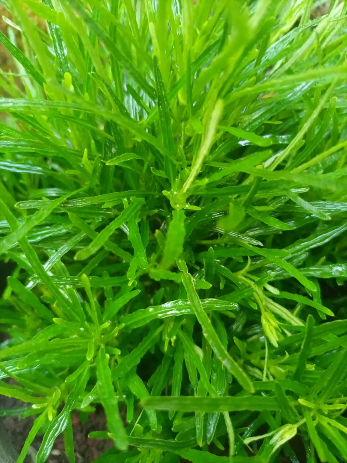 黄须菜饺子：妈妈的味道，家的温暖
