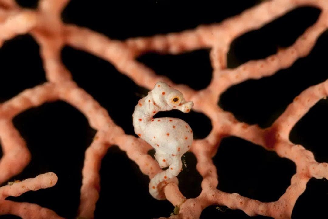 10种超稀有海洋生物，潜水时你见过几个？