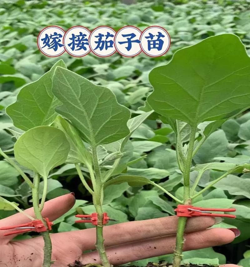 茄子种植的土壤选择与技巧（为您详解茄子在何种土壤上种植最佳）