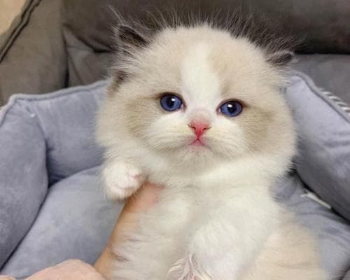 探寻九大常见猫咪品种的特点与魅力（从布偶到波斯，了解不同品种的猫咪神秘之处）