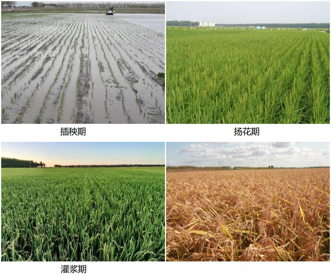 科普 | 我国主要粮食作物生育期及灌溉用水需求——水稻