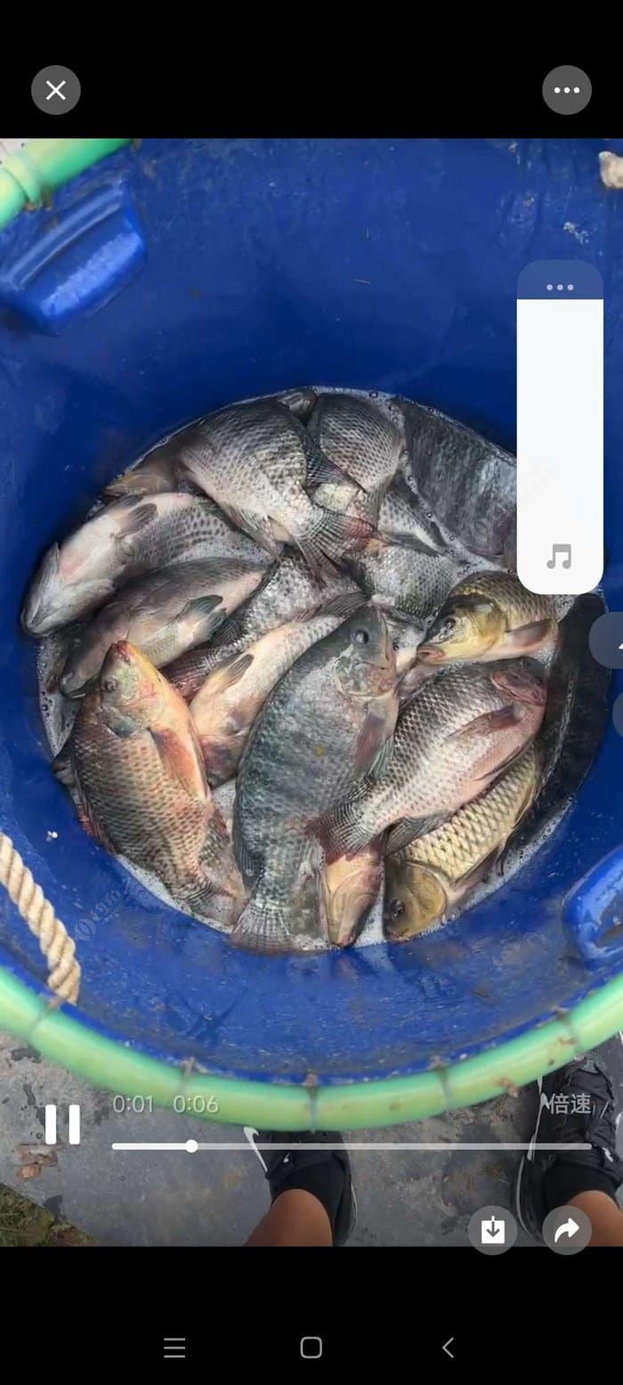 钓友们又到钓罗非鱼的季节啦