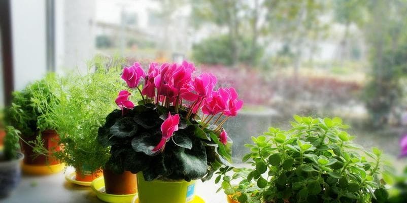 南方花卉大全：15种适合南方种植的花卉及养护要点