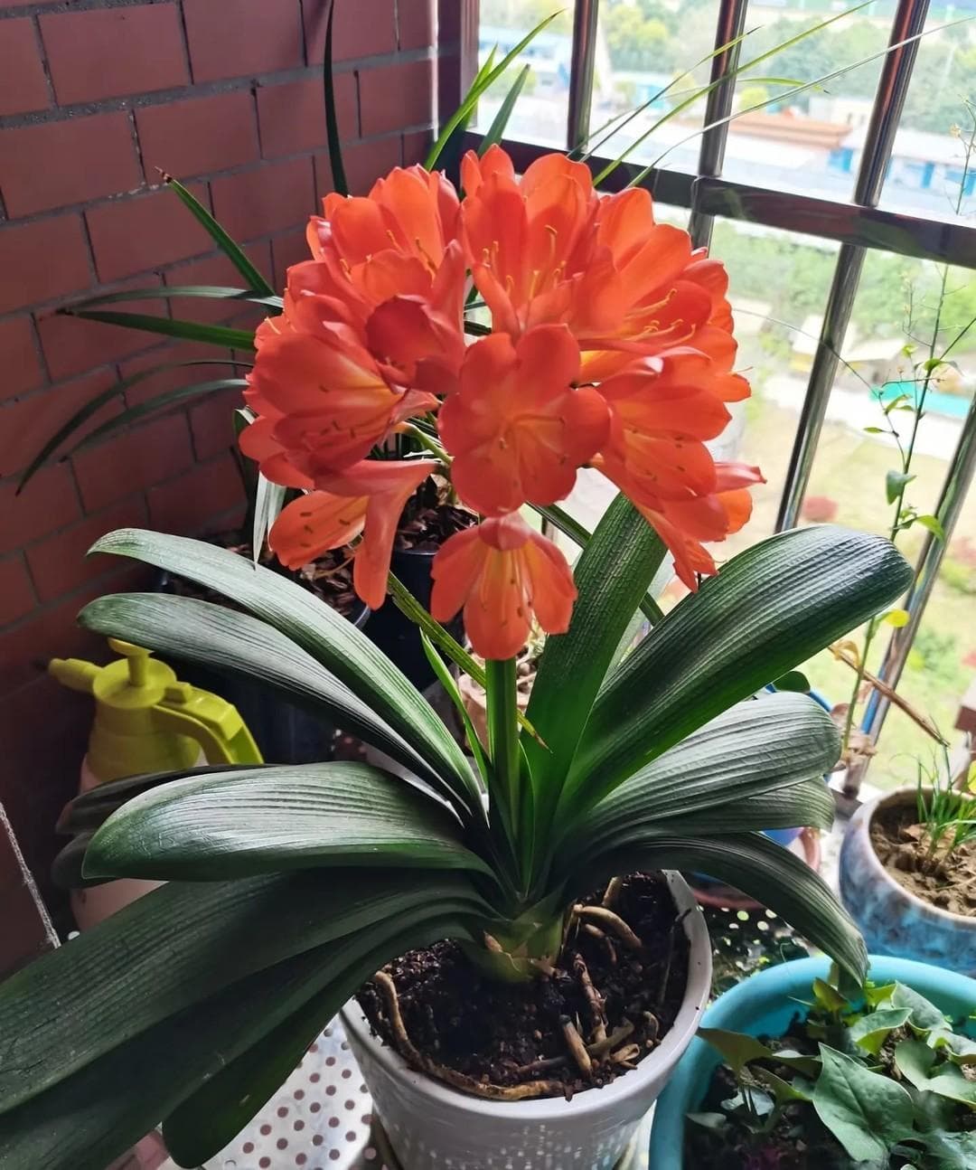 3月，施肥时间到，家里有“这4花”，施完立马疯长开花！