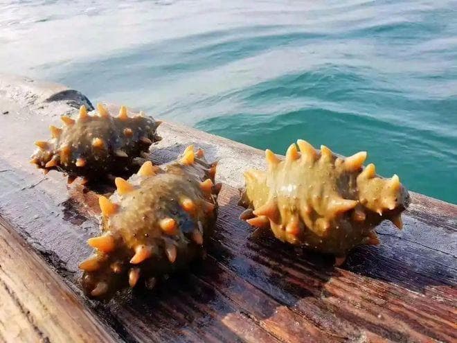 野生海参和养殖海参的区别有哪些？