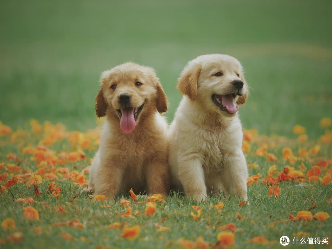 🐶【疫苗大揭秘】幼犬成长必经之路：三针疫苗全解析！