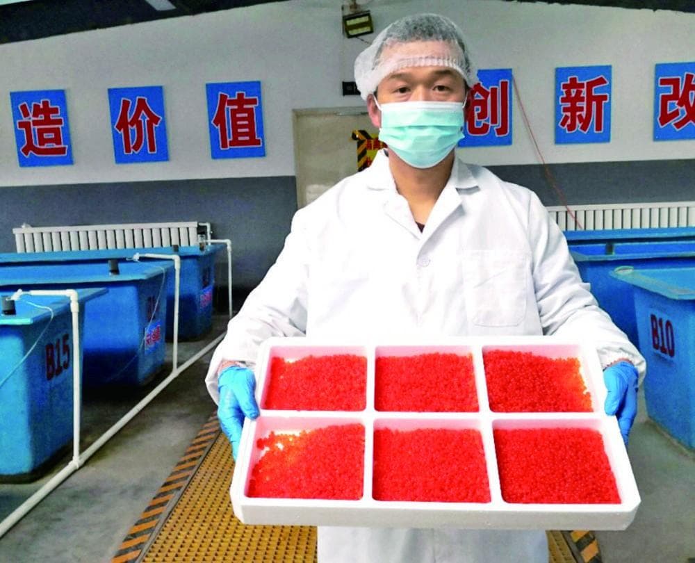 门源冷水鱼：从零起步到西北最大供应基地