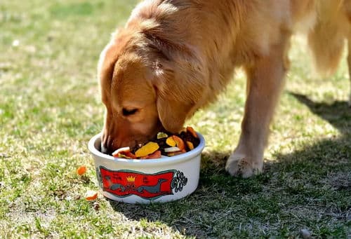 科学喂养狗狗全攻略：从幼犬到老年犬的营养指南