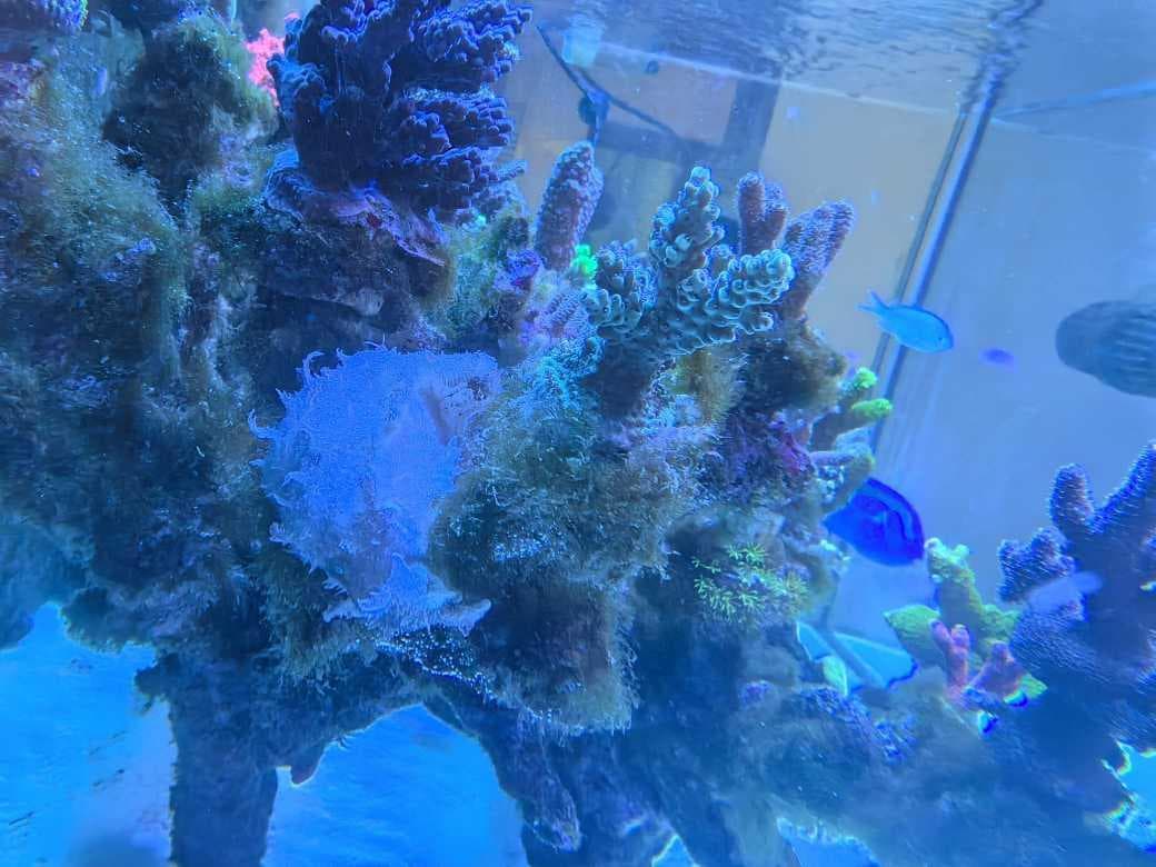 绿毛藻治理过程分享