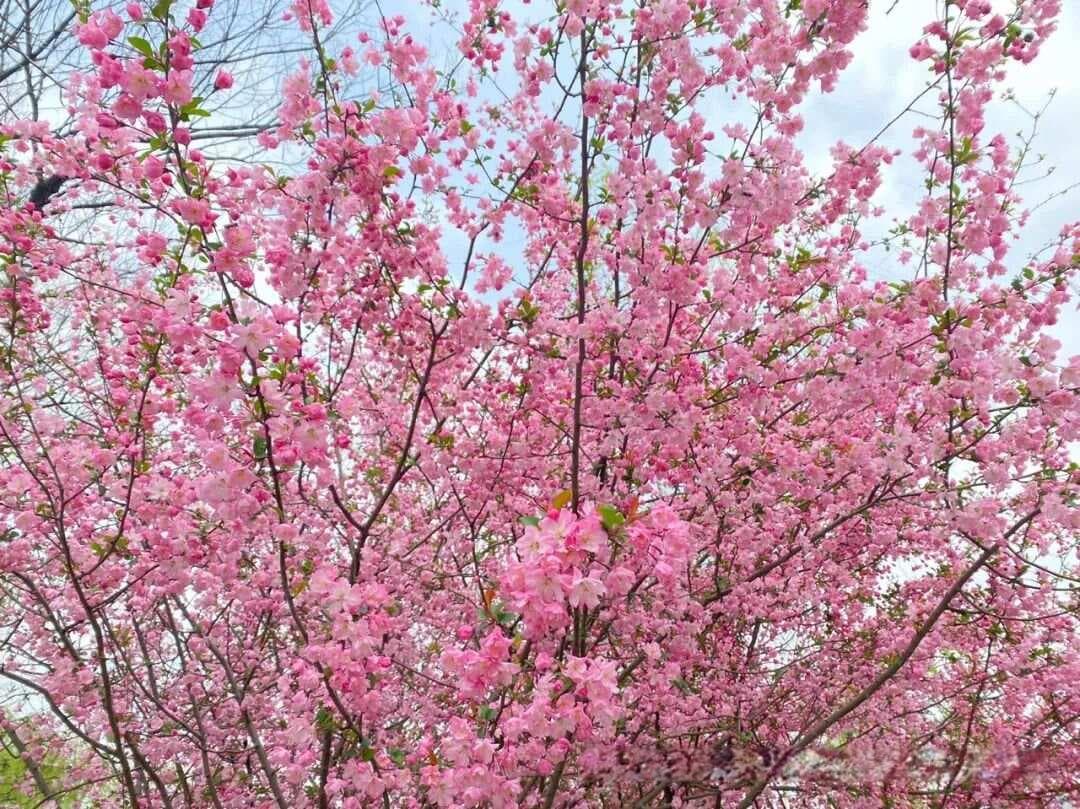 一文读懂：梅花、樱花、桃花、梨花、李花、海棠花的辨识指南