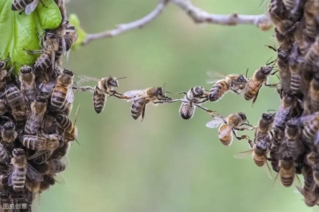 影响蜂群“迁飞”和“飞逃”的2个因素，蜜源周期与季节气温